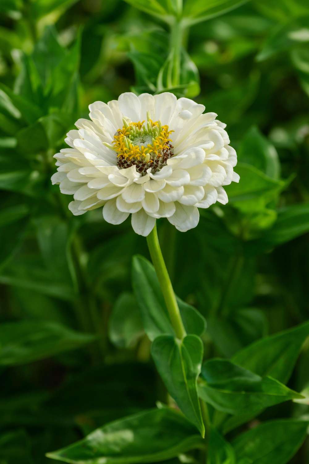 Zinnia 'Benarys Giant White' (frø)